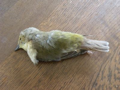 陽台有死掉的小鳥